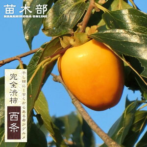 `̕c y`z Sa` 1Nږؕc y\̔z11`12ח\