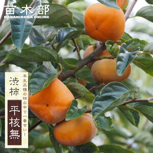 `̕c yjz a` 1Nږؕc y\̔z11`12ח\