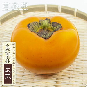 �`�̕c�� �y���V�`�z �s���S�a�` 1�N���ږؕc �o�^�i��E�i��o�^