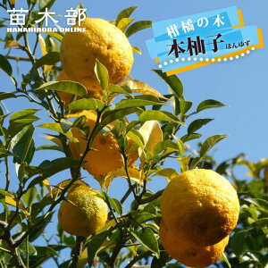 柚子 苗木 【本柚子 (木頭ゆず)】 2年生接木苗 【予約販売】10月下旬頃入荷予定
