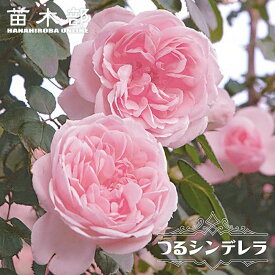 四季咲きつるバラ 【シンデレラ】 2年生大苗