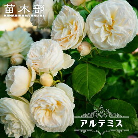 四季咲き半つるバラ 【アルテミス】 3年生大苗 登録品種・品種登録