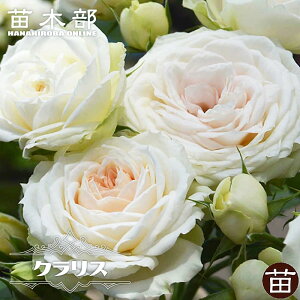 yVX[p[Z[Ώۏi lG炫oc yNXz 2Nc o^iEio^