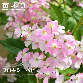 四季咲きバラ苗 【フロキシーベビー】 2年生大苗 登録品種・品種登録