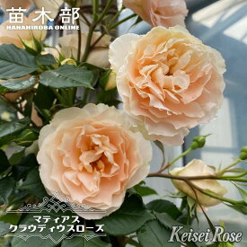 四季咲きつるバラ苗 【マティアスクラウディウスローズ】 2年生大苗 品種登録出願準備中