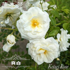 yVX[p[Z[Ώۏi o y^z c 6|bg ږ o^iEio^