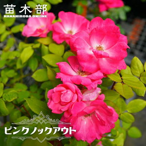 lG炫oc ysNmbNAEgz 2Nc 6|bg