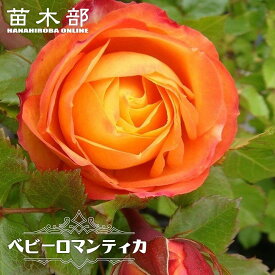 四季咲きバラ苗 【ベビーロマンティカ】 2年生大苗