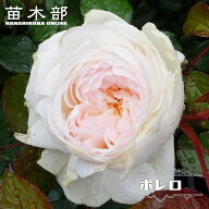20%オフ 強香四季咲きバラ苗 【ボレロ】 2年生大苗 楽天スーパーセール対象商品
