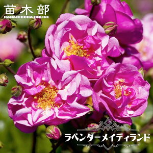 yVX[p[Z[Ώۏi lG炫Cio yx_[CfBhz 2Nc o^iEio^