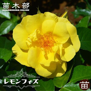 yVX[p[Z[Ώۏi lG炫Cio ytBYz 2Nc