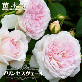 四季咲き強香バラ苗 【プリンセスヴェール】 2年生大苗 6号ポット 【予約販売】12月～翌年1月頃入荷予定