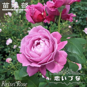 �l�G�炫�o���c �y�����Â� �iFL�j�z 2�N����c �o�^�i��E�i��o�^ �y�\��̔��z12���`���N1�������ח\��