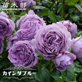 四季咲きバラ苗 【カインダブルー】 2年生大苗