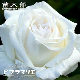 四季咲き強香バラ苗 【ビブラマリエ】 2年生大苗