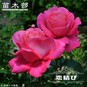 �l�G�炫�����o���c �y�����сz 2�N����c