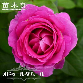 四季咲きバラ苗 【オドゥールダムール】 2年生大苗 登録品種・品種登録