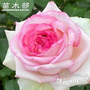 �l�G�炫�����o���c �y�N�V�F���z 2�N����c 6���|�b�g