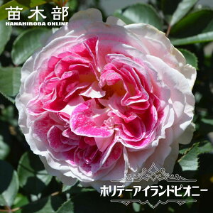 yVX[p[Z[Ώۏi lG炫oc yzf[AChsIj[z 2Nc 6|bg