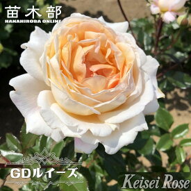 四季咲き強香バラ苗 【G.D.ルイーズ （グランドダッチェスルイーズ）】 2年生大苗