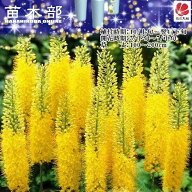 【キャンドルリリー （エレムルス）】 黄色 （1株入） （植え付け時期10月上旬～4月下旬まで）