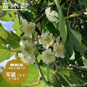 LEC c yYz ԌnEFn̎󕲎pIX 1Nږؕc