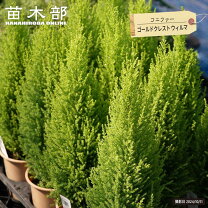 楽天市場】コニファー 2m（花・ガーデン・DIY）の通販