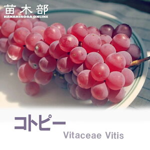 yRgs[z Ԃǂ 1Nږؕc EBXt[ o^iEio^ y\̔z12`N1ח\