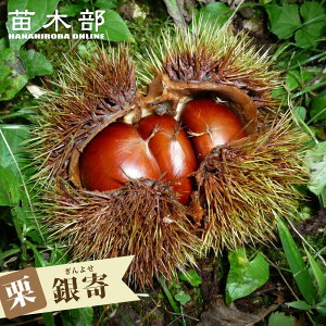 I c yz 2Nږؕc XbgA ̔ y\̔z11{ח\