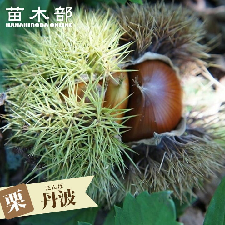 楽天市場】栗 苗木 【丹波栗】 1年生接木苗 【予約販売】11〜12月頃 