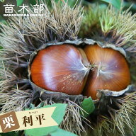 栗 苗木 【利平栗】 3年生接木大苗 1m苗 【産地で剪定1.0m苗】 【予約販売】10～11月頃入荷予定