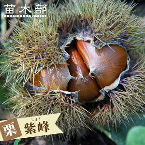 I c yz 1Nږؕc y\̔z11`12ח\