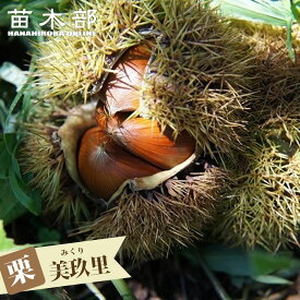 栗 苗木 【美玖里】 1年生接木苗 登録品種・品種登録