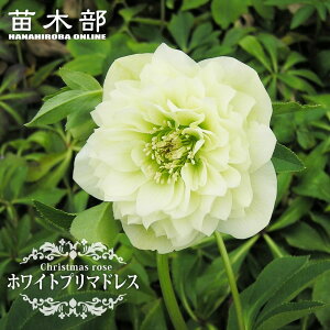 yzCgv}hXz d炫NX}X[Y 3|bg c