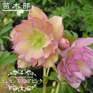 【エレガンスフレアピンク】 八重咲きクリスマスローズ 3号ポット 苗
