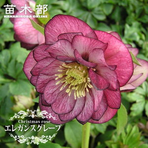 �y�G���K���X�O���[�v�z ���d�炫�N���X�}�X���[�Y 3���|�b�g �c