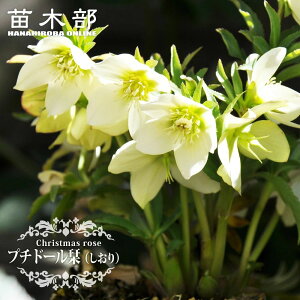 yv`h[ xijz d炫NX}X[Y 3|bg c