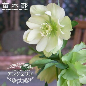 【アンジェリエ】 八重咲きクリスマスローズ 3号ポット 苗