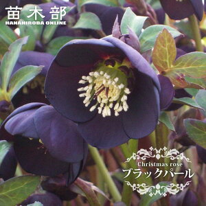 �y�u���b�N�p�[���z ��d�炫�N���X�}�X���[�Y 3���|�b�g �c