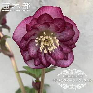 【エレガンスルージュクリスタル】 八重咲きクリスマスローズ 3号ポット 苗