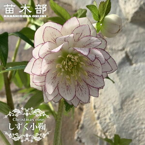 yfz d炫NX}X[Y 3|bg c