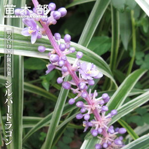 �V���o�[�h���S�� 5���|�b�g�c