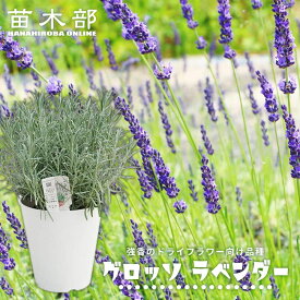ハーブ 【グロッソラベンダー（ラバンディン系）】 6号白鉢植え