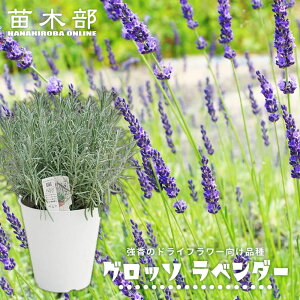 n[u yOb\x_[iofBnjz 6A