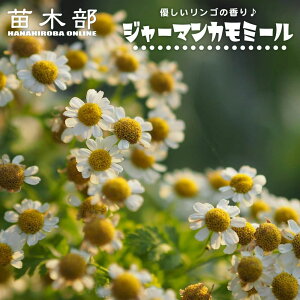 �n�[�u �y�W���[�}���J���~�[���z 3���|�b�g�c