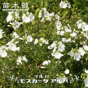 }o XJ[^ Ao 3|bgc y\̔z3{ח\