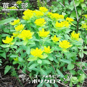 [tHrA y|N}z 3|bgc y\̔z3{ח\