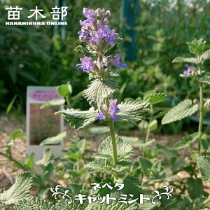 �l�y�^ �L���b�g�~���g �y�V�b�N�X�q���Y�W���C�A���g�z �|�b�g�c �y�\��̔��z4�`5�������ח\��