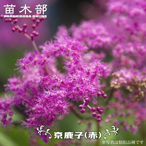 ̎q iԉԎj 3|bgc y\̔z4`5ח\