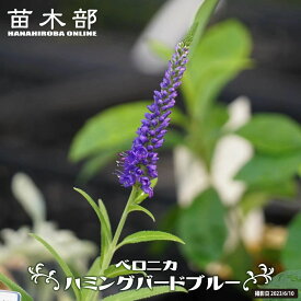 ベロニカ 【ハミングバードブルー】 3号ポット苗